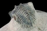 Bargain, Metacanthina Trilobite - Lghaft, Morocco #133977-5